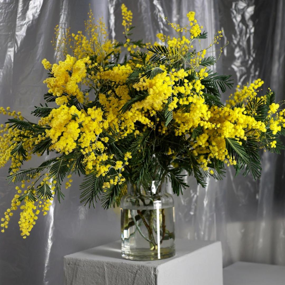 Мимоза (цена за 1 банч, на фото примерно 5 банчей)