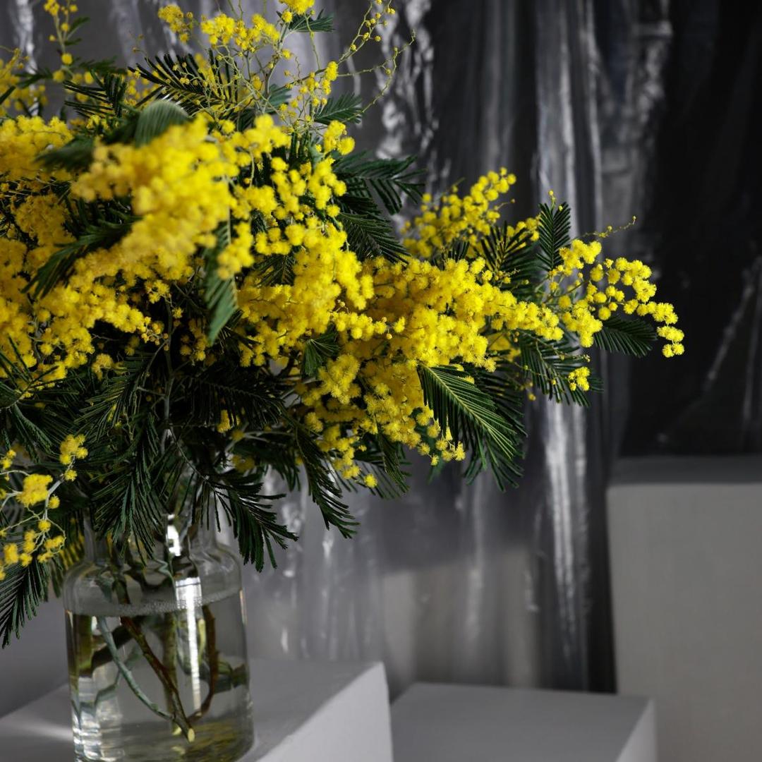 Мимоза (цена за 1 банч, на фото примерно 5 банчей)