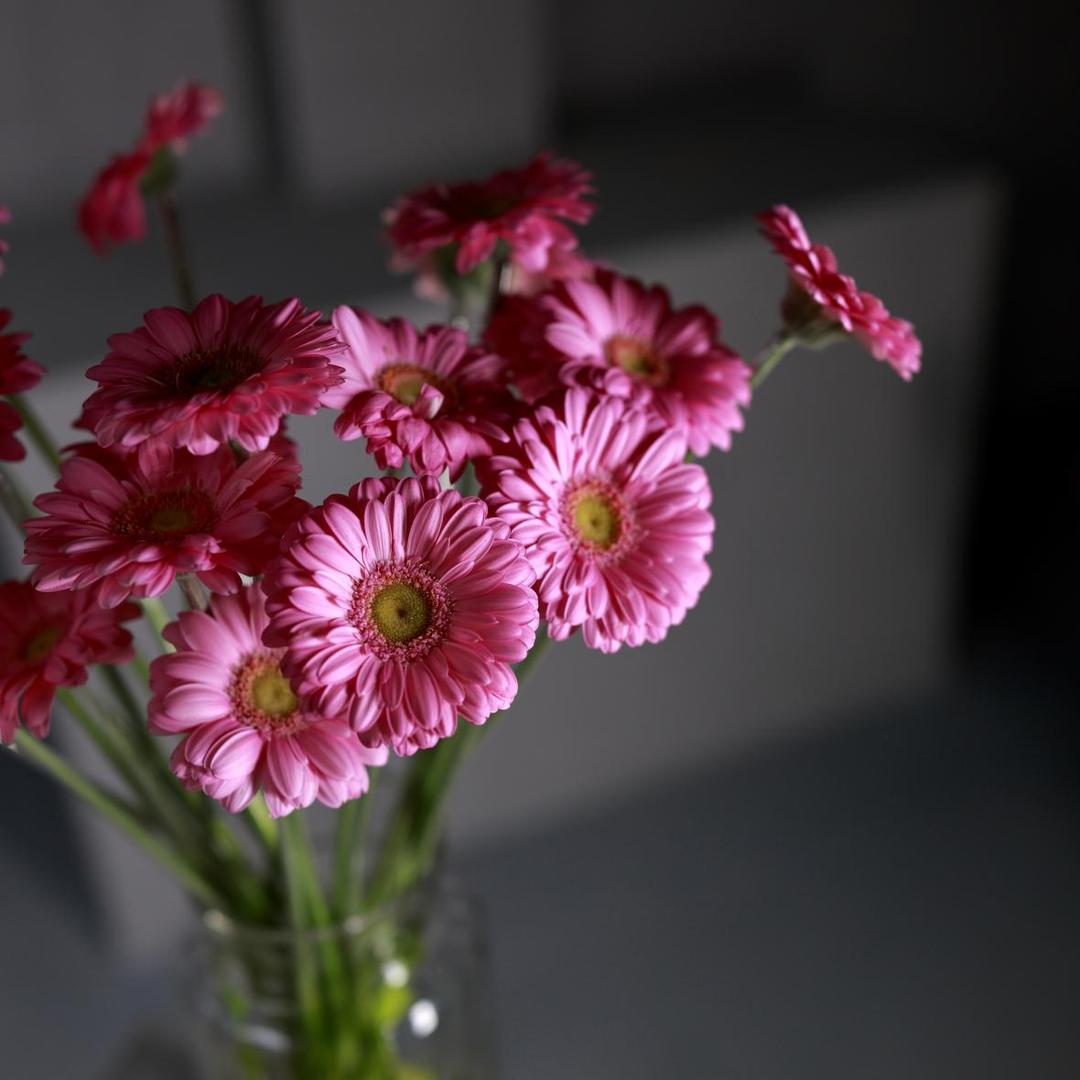 Гербера мини розовая