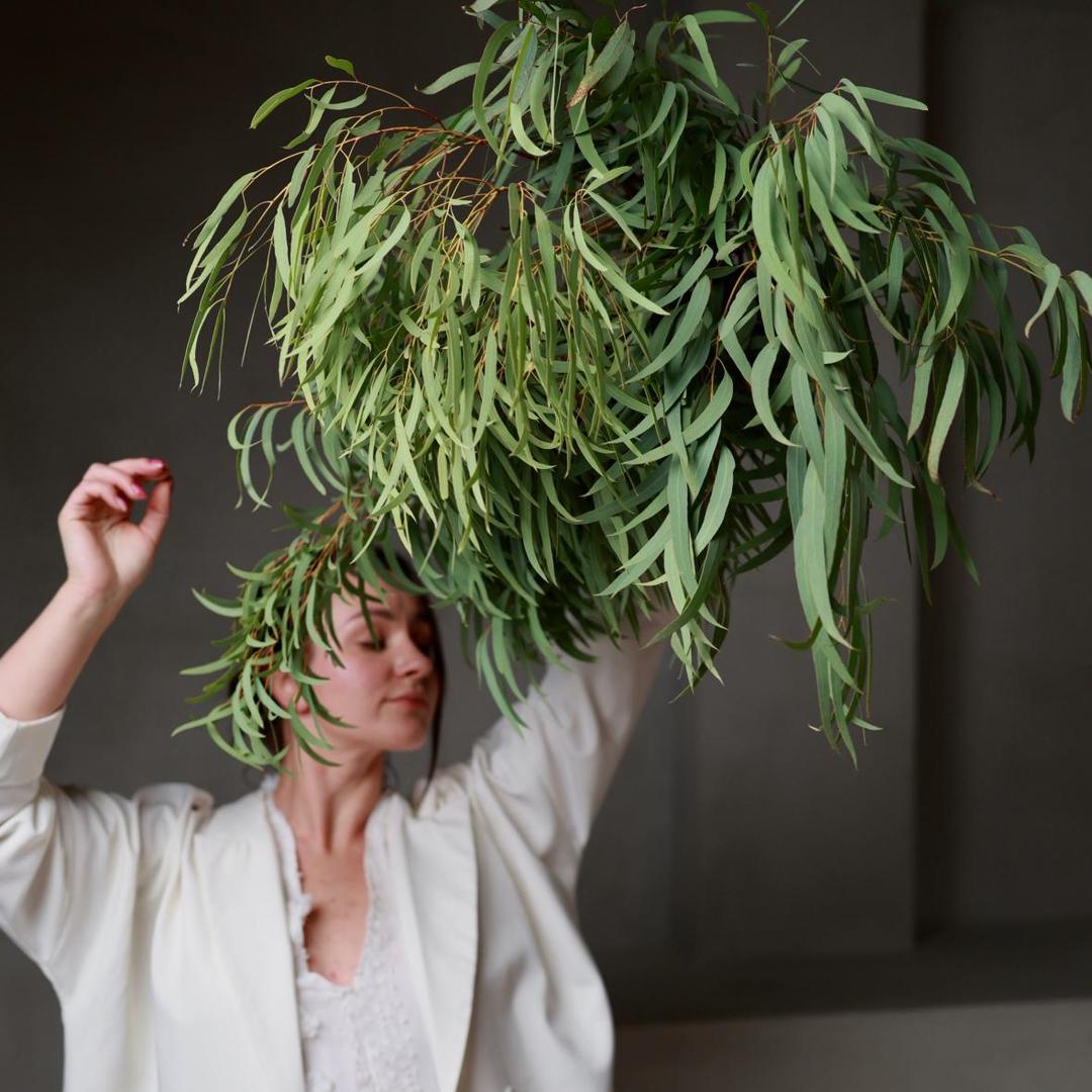 Ветки эвкалипта