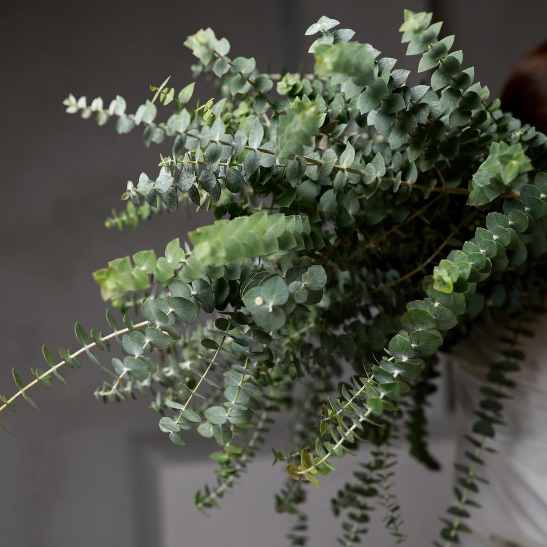 Ветки эвкалипта