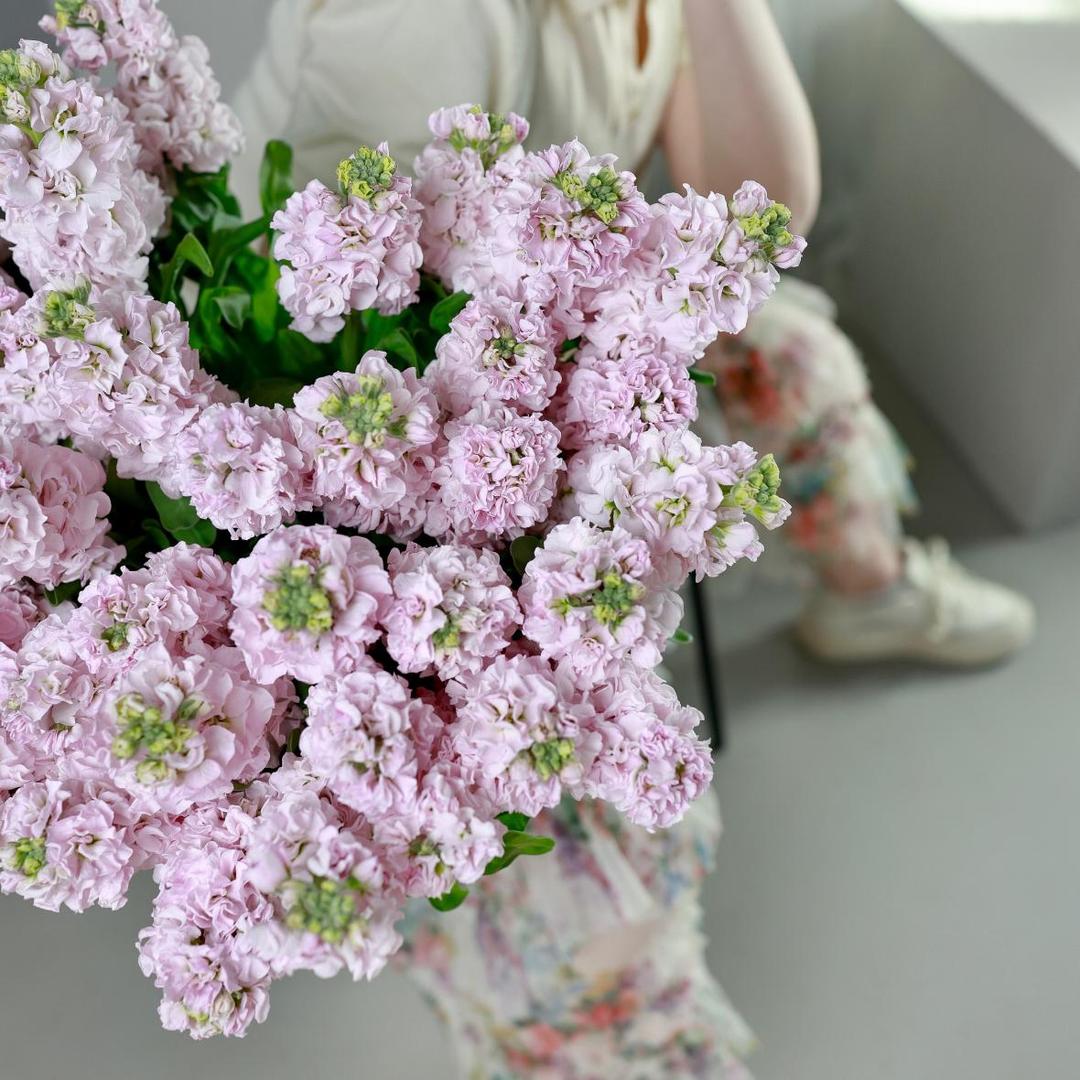 Маттиола нежно-розовая