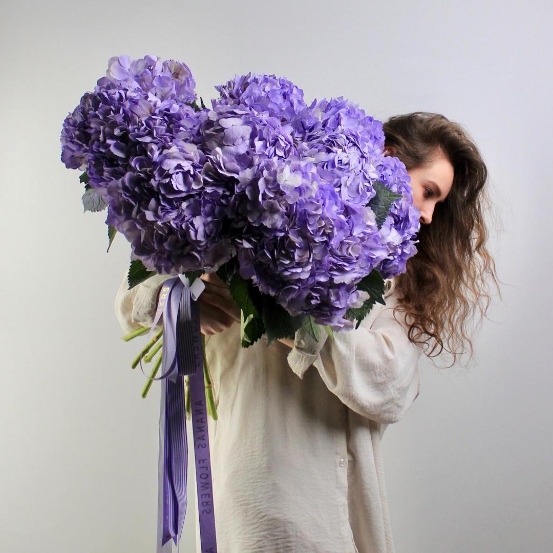 Гортензия Milk