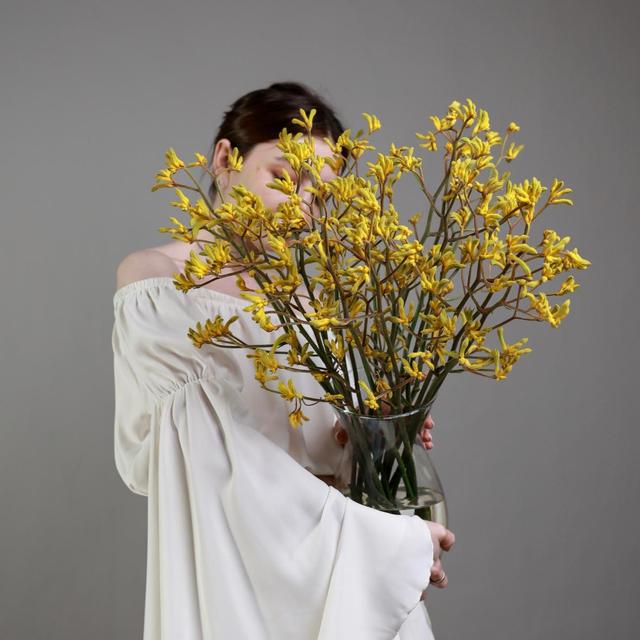 Анигозантос желтый