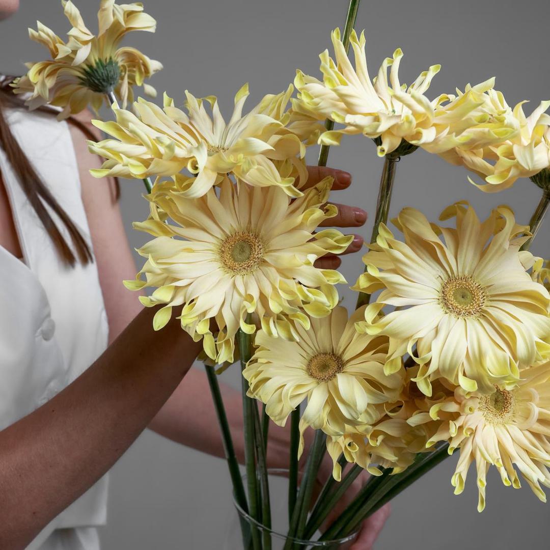 Гербера Pasta