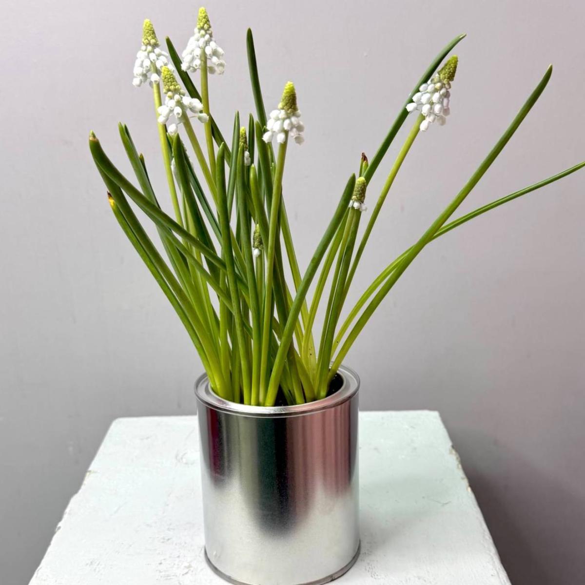 Мускари в жестяной банке