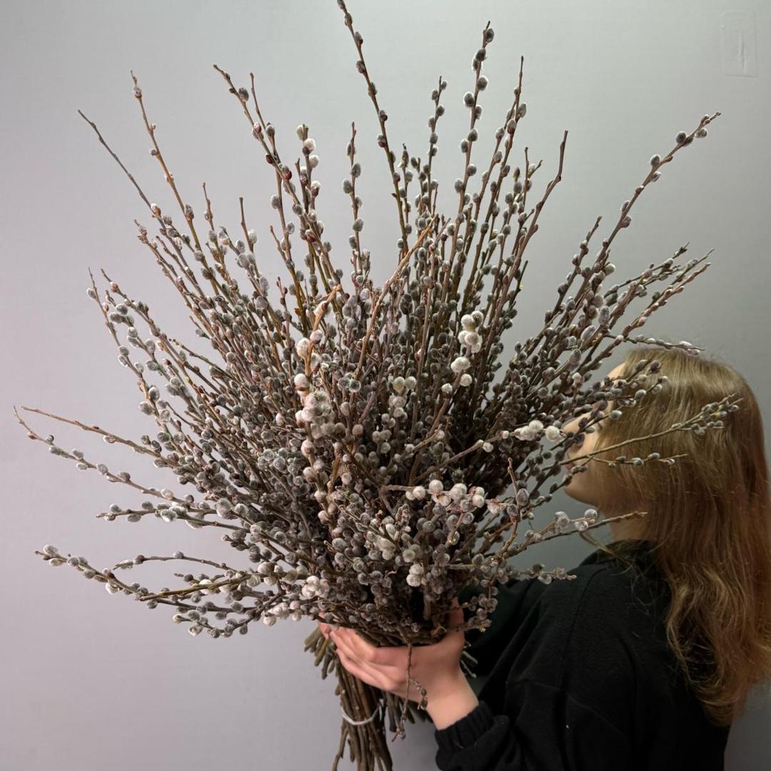 Ветки вербы