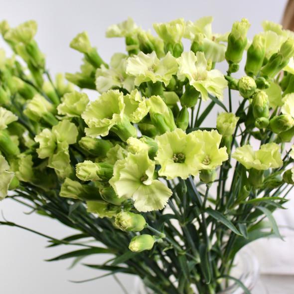 Кустовая гвоздика green