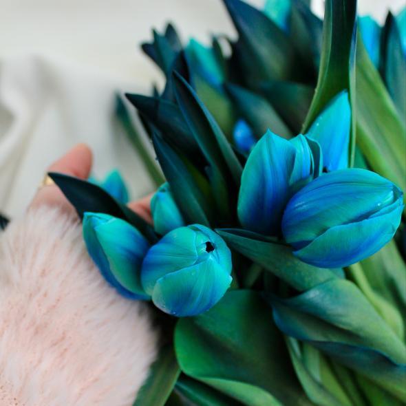 Тюльпан крашеный