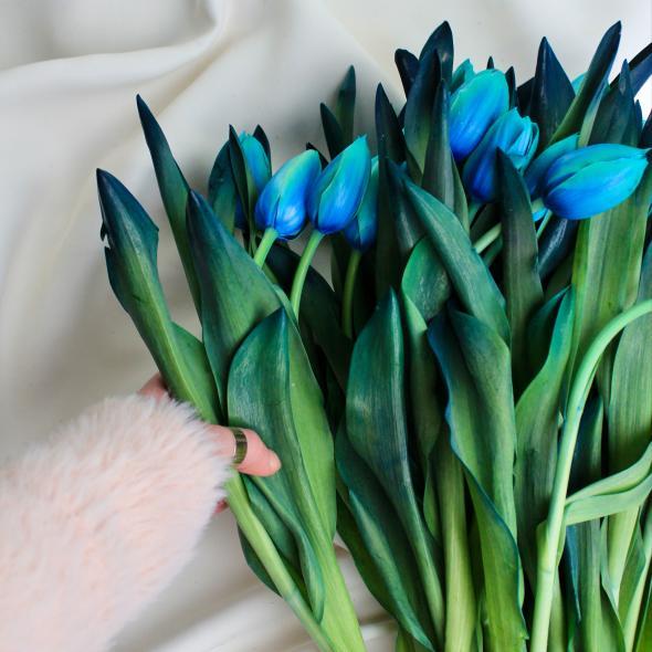 Тюльпан крашеный