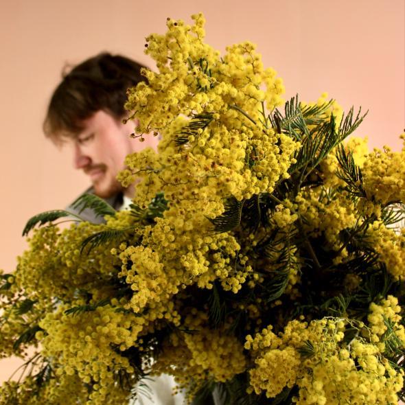 Мимоза (цена за 1 банч, на фото примерно 5 банчей)