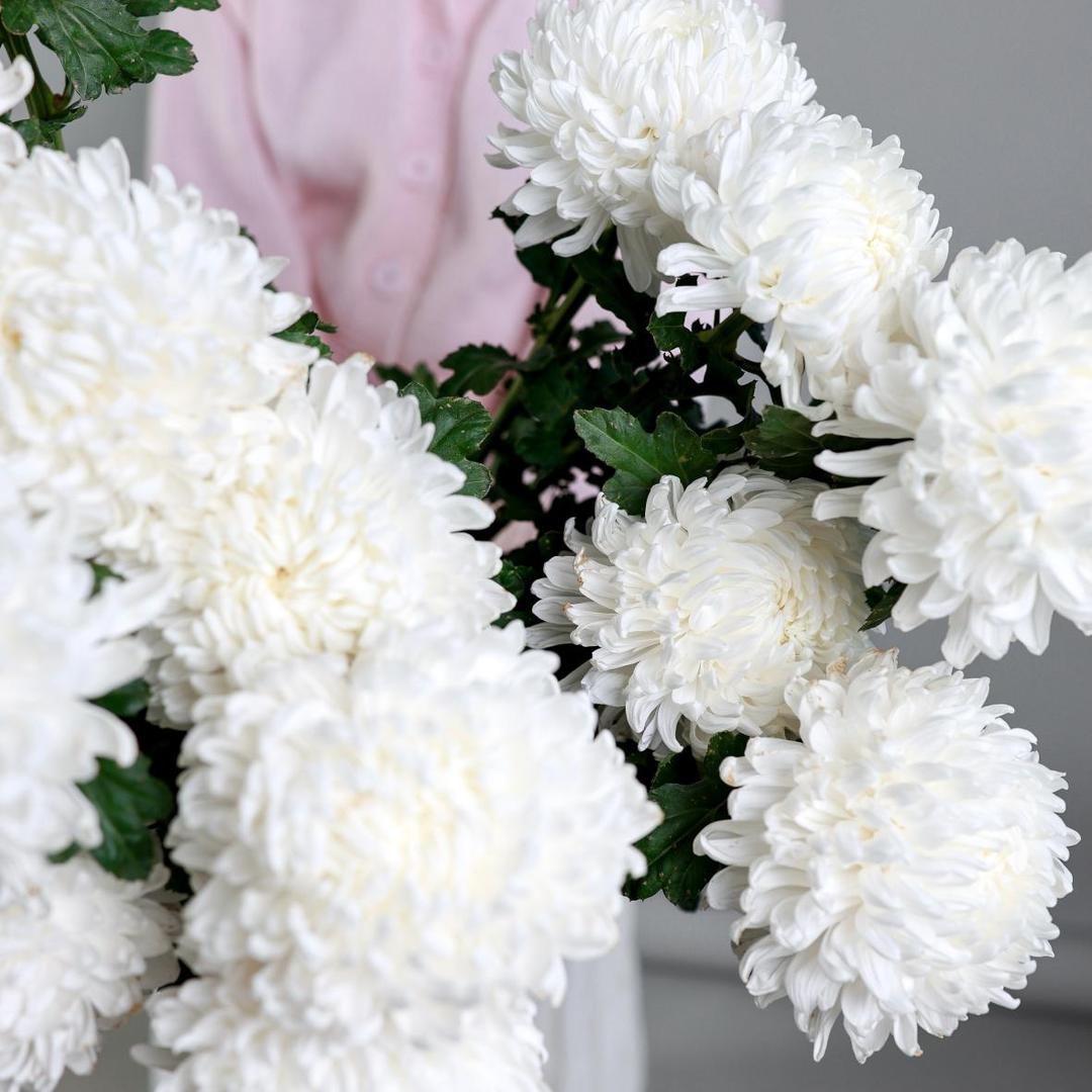 Хризантема Antonov