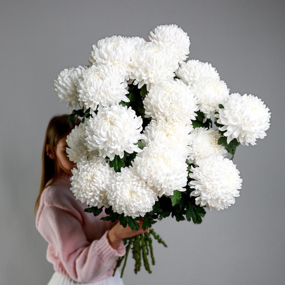 Хризантема Antonov