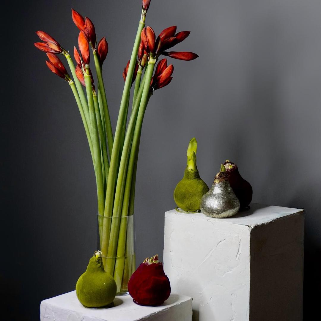 Амариллис луковица