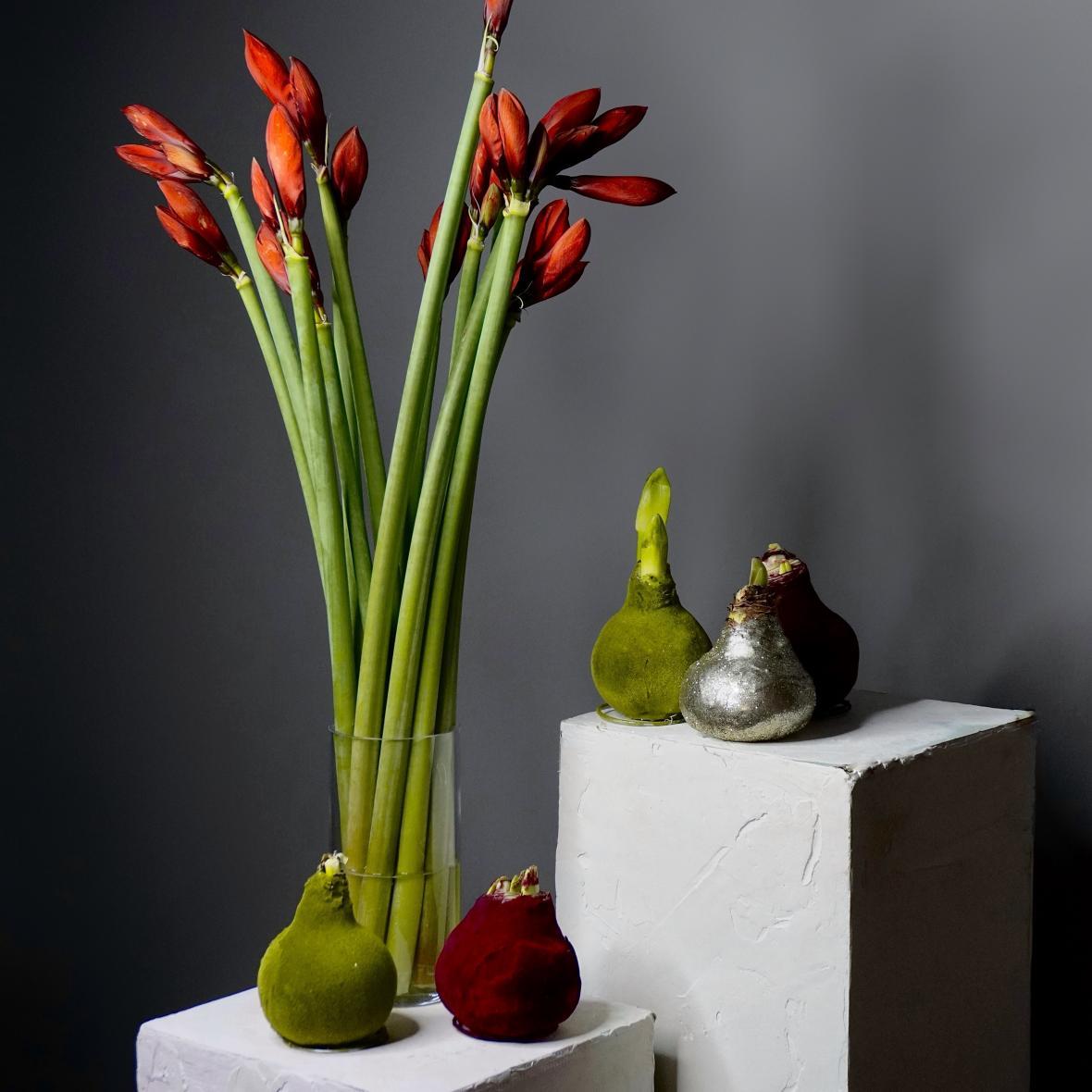 Амариллис луковица