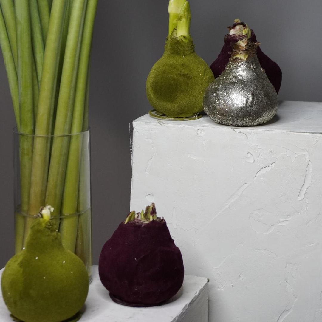 Амариллис луковица