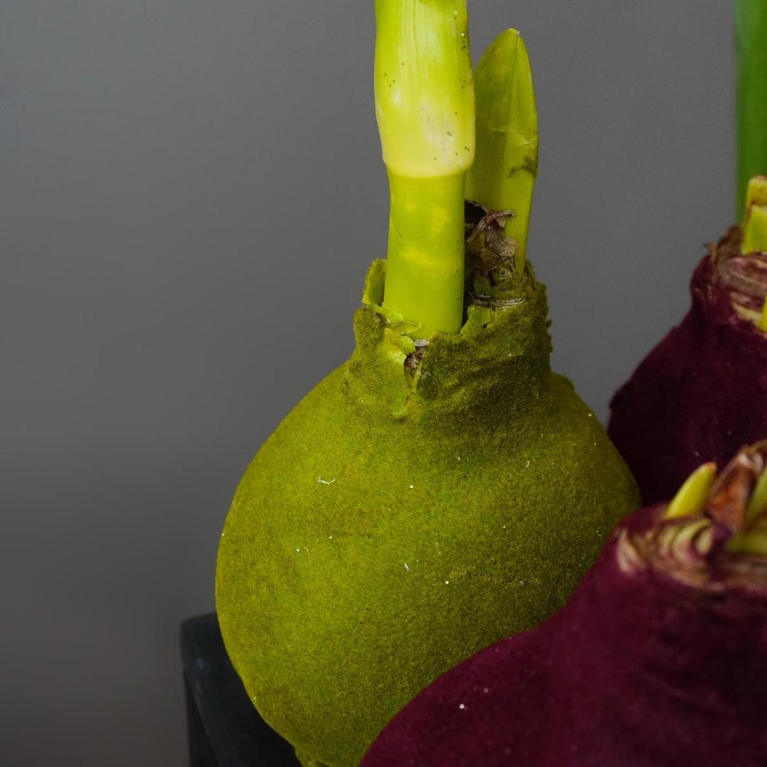 Амариллис луковица