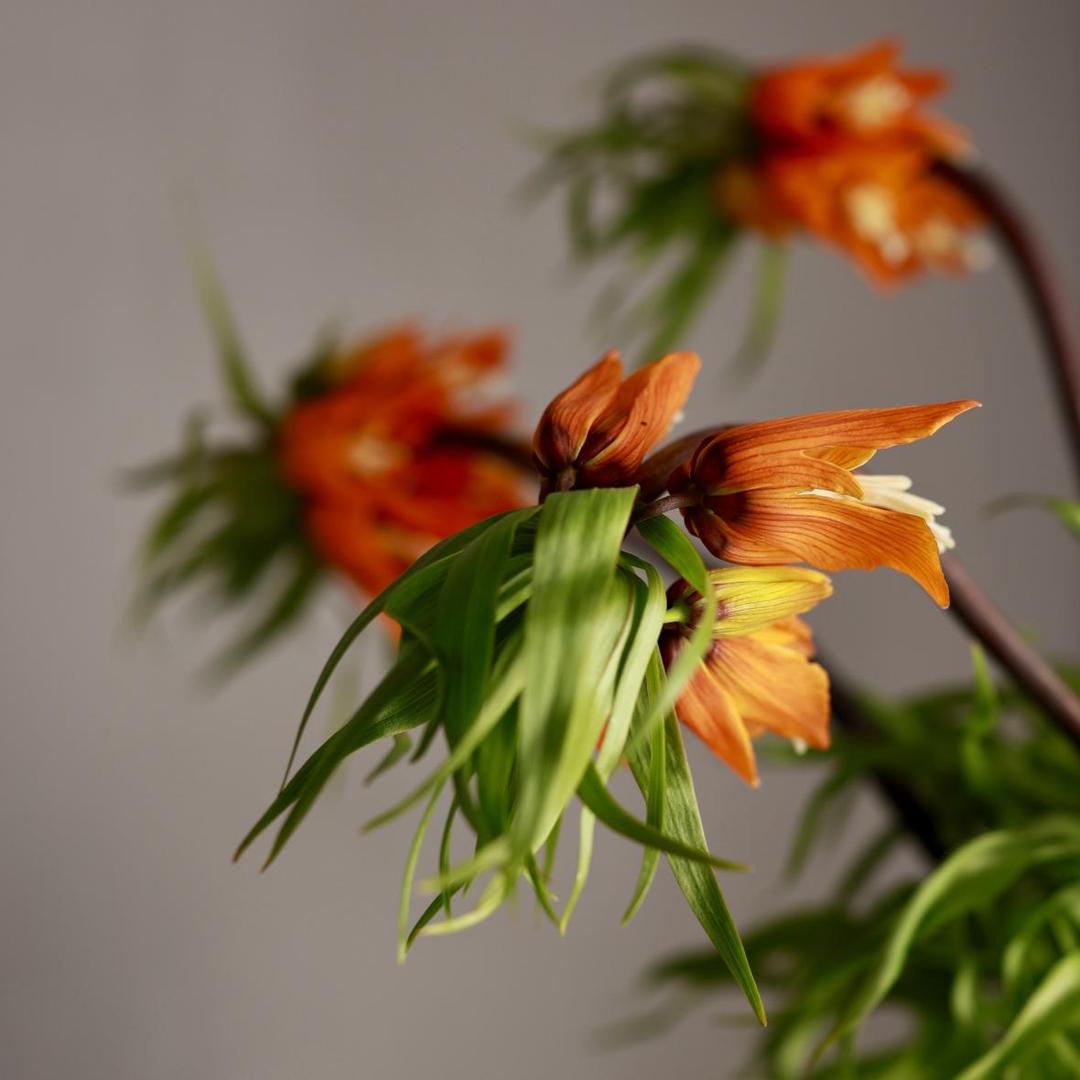 Фритиллярия