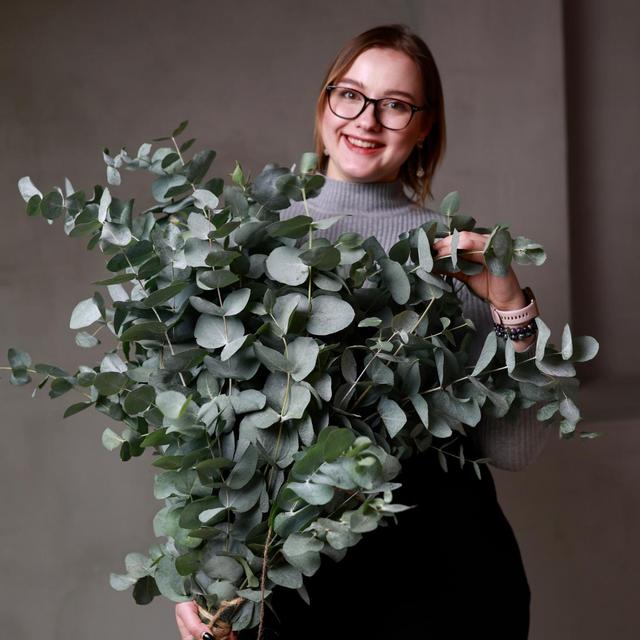 Ветки эвкалипта Ветки эвкалипта