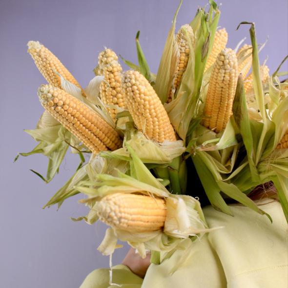 Кукуруза
