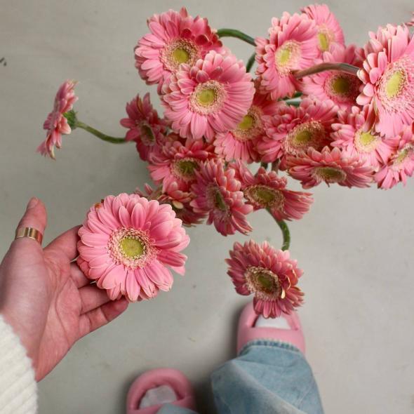 Гербера мини розовая Гербера мини розовая