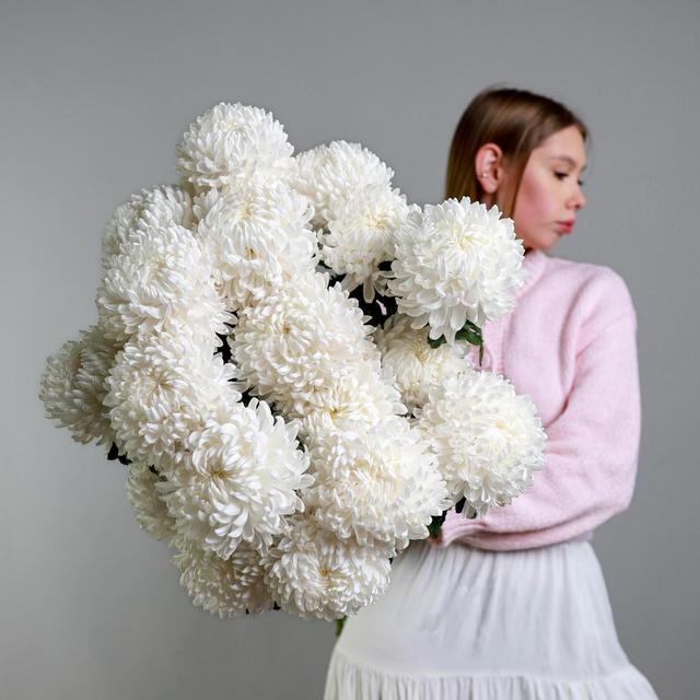 Хризантема Antonov Хризантема Antonov