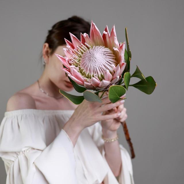 Протея King Протея King