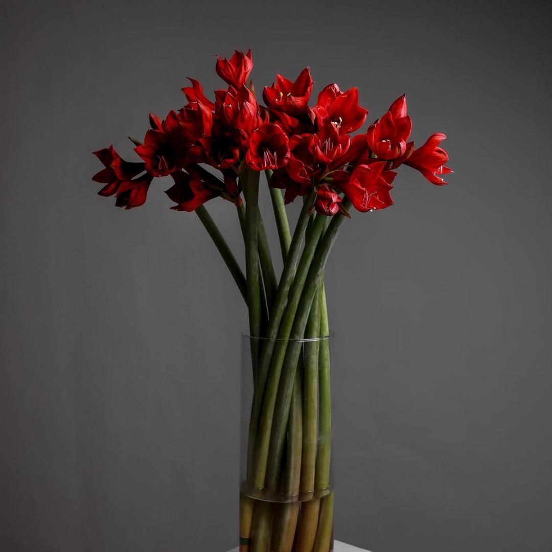 Амариллис RED