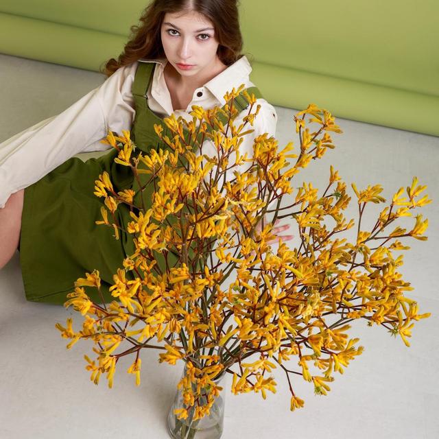 Анигозантос желтый Анигозантос желтый