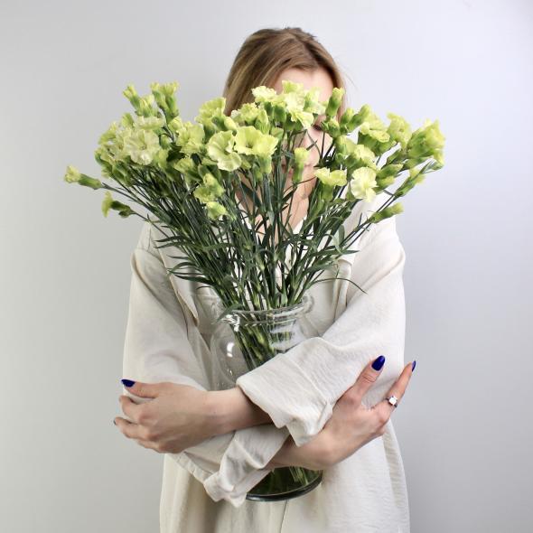 Кустовая гвоздика green Кустовая гвоздика green