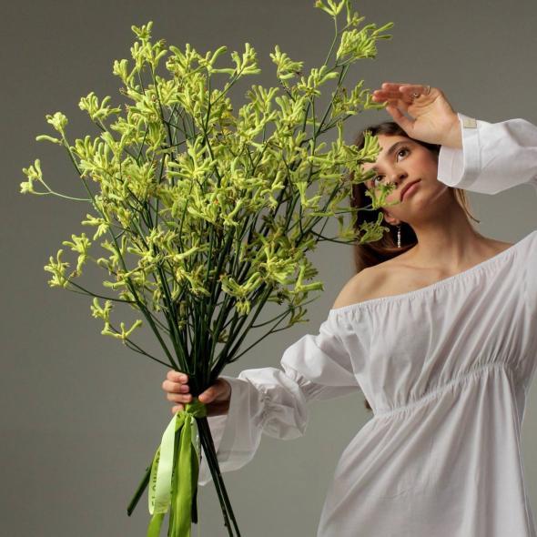 Анигозантос Анигозантос