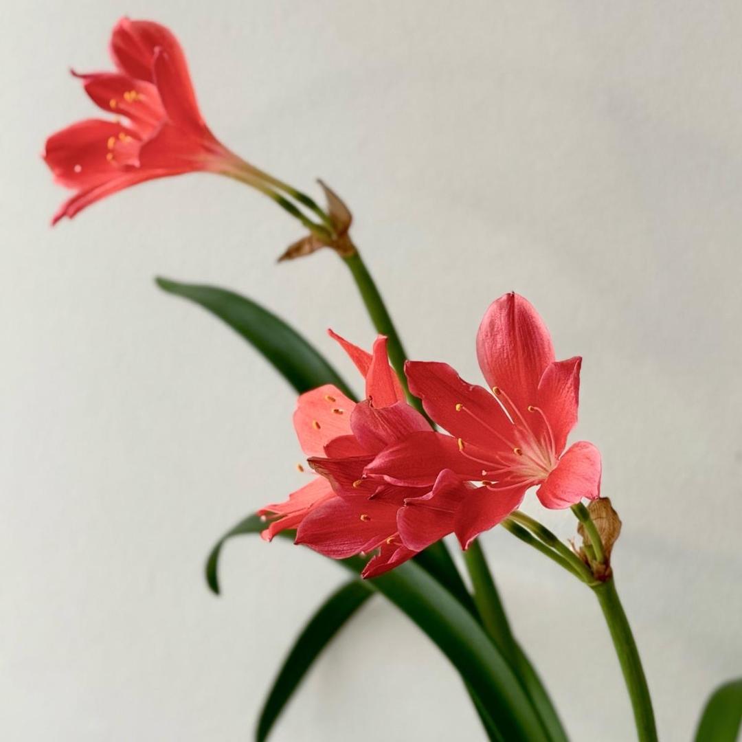 Гиппеаструм