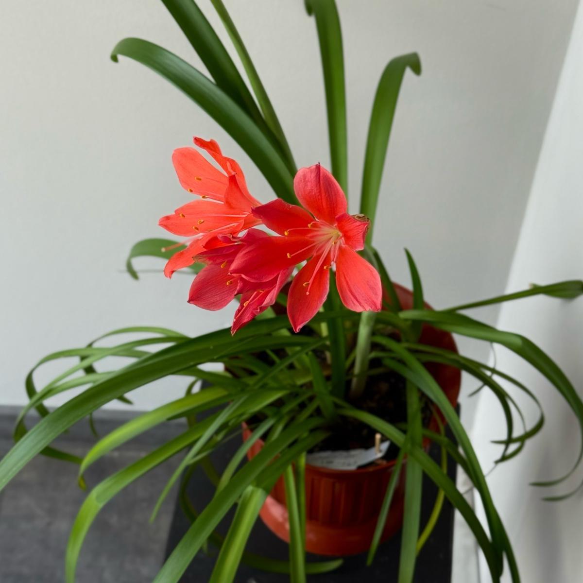 Гиппеаструм