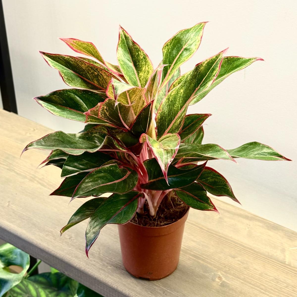 Аглаонема Everlasting Red