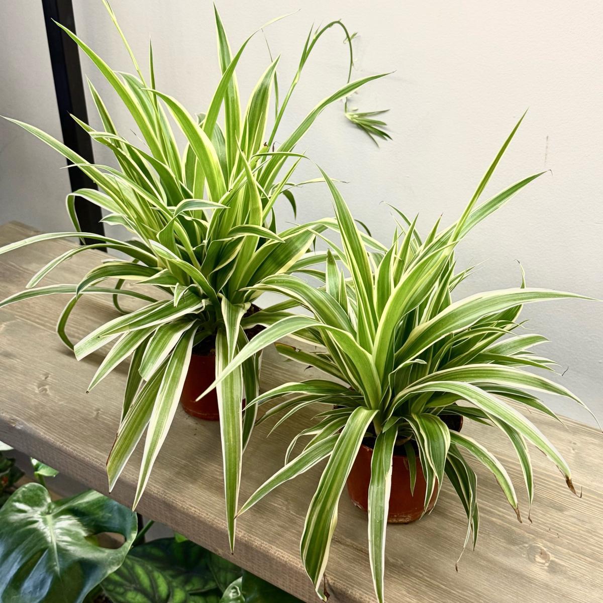 Хлорофитум