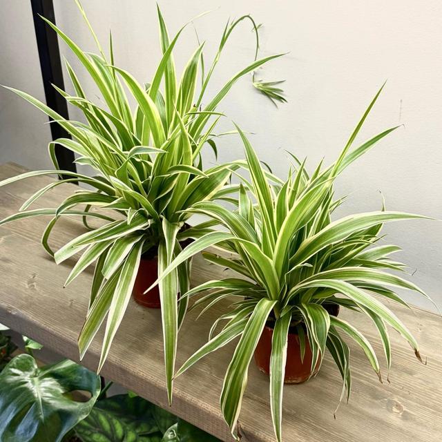 Хлорофитум