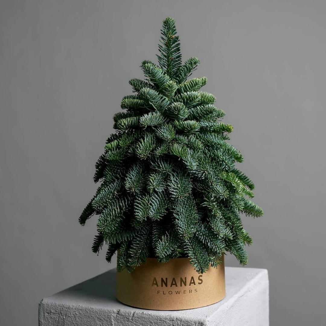 Елки из нобилиса